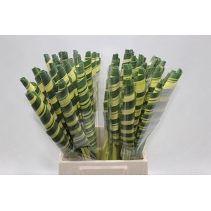 Pandanus Tubes Variegata