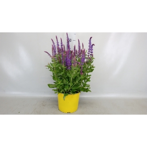 Salvia nemorosa 'Blauhuegel'