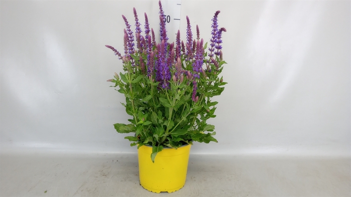 <h4>Salvia nemorosa 'Blauhuegel'</h4>