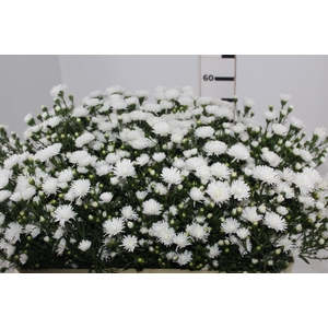 ASTER MARIANA 060 CM