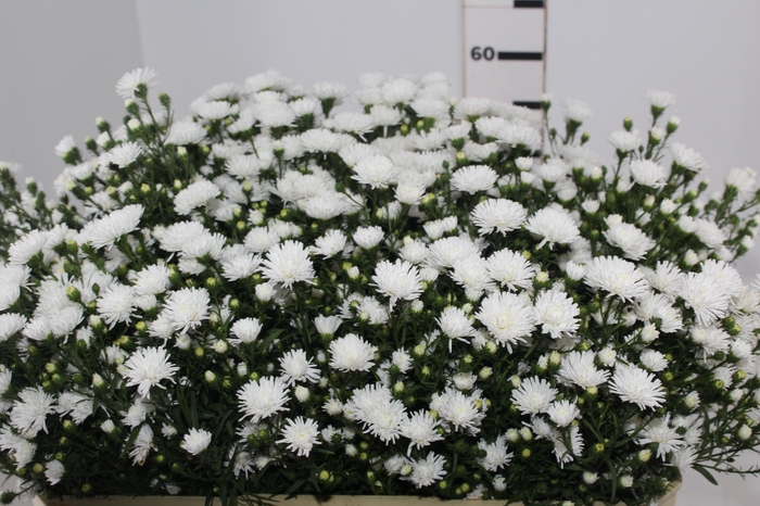 <h4>ASTER MARIANA 060 CM</h4>