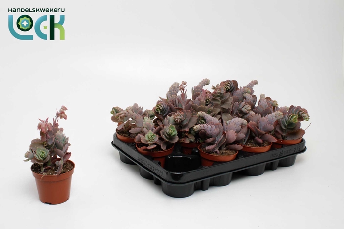 <h4>Kalanchoe Ameg</h4>