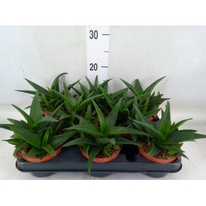 Haworthia pumila 'West Jogoo'
