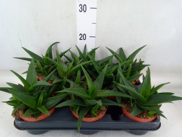 <h4>Haworthia pumila 'West Jogoo'</h4>