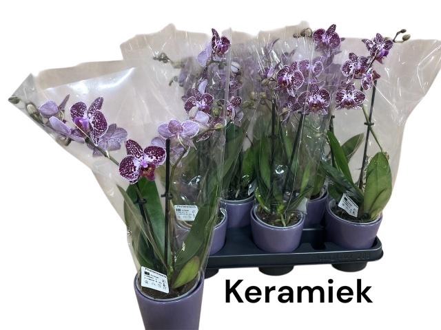 <h4>ARR PHAL MT</h4>