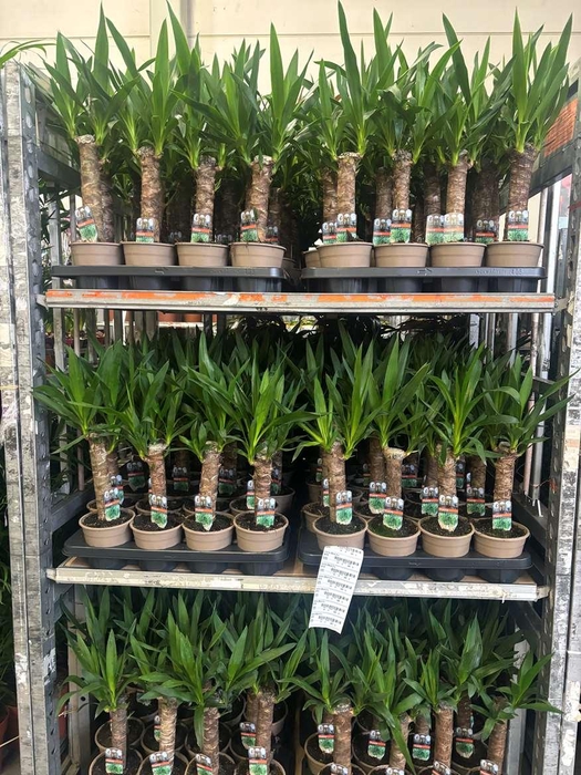 Yucca 30cm 2+