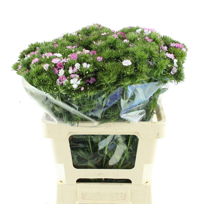 <h4>DI BARB AM ROSE</h4>