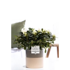 1st class Azalea white in P&PURE Tess 2 ceramics green