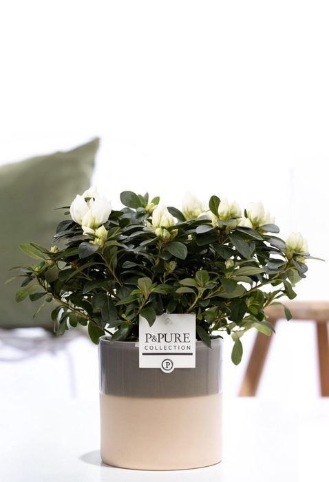 <h4>1st class Azalea white in P&PURE Tess 2 ceramics green</h4>