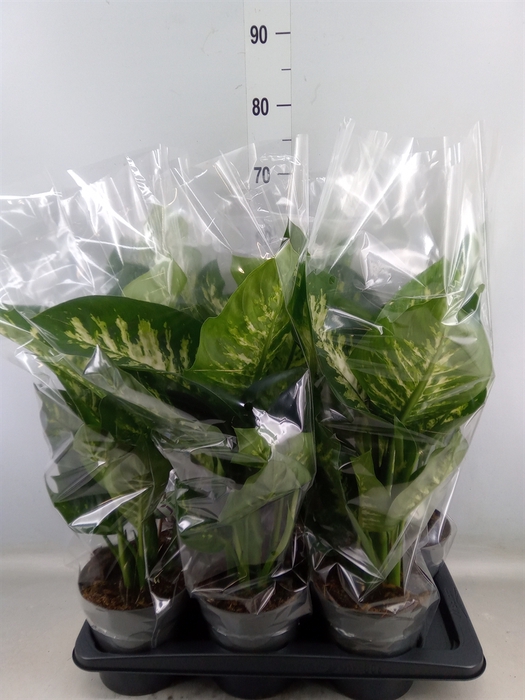 <h4>Dieffenbachia seg. 'Reeva'</h4>