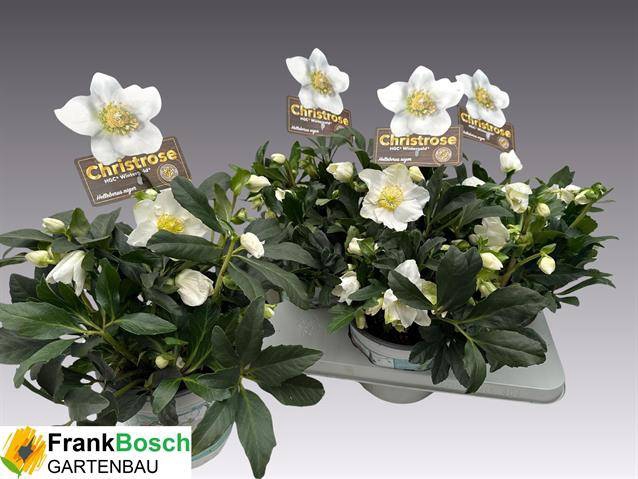 <h4>HELLEBORUS GOLD WINTERGOLD P17 40+</h4>