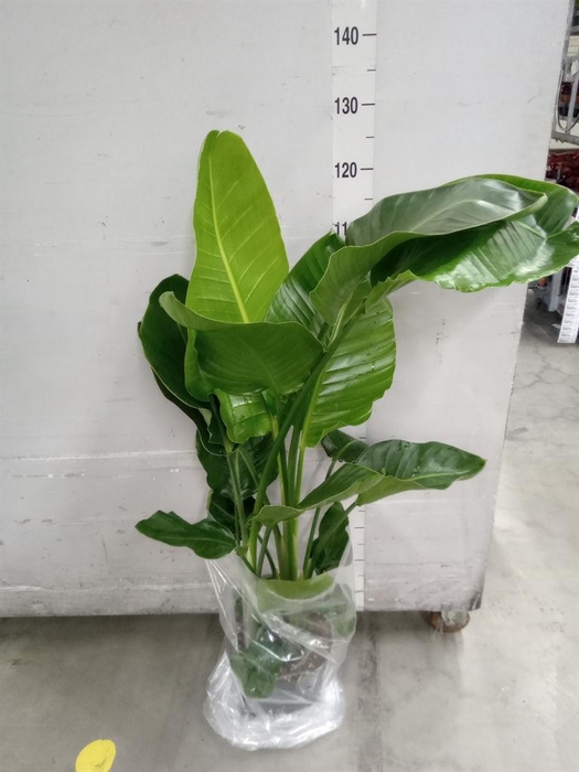 <h4>Strelitzia nicolai</h4>