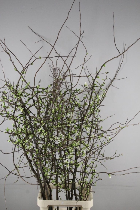 <h4>CHAENOMELES SUPERBA WHITE EXTRA 160CM</h4>