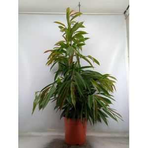 Ficus binn. 'Amstel King'