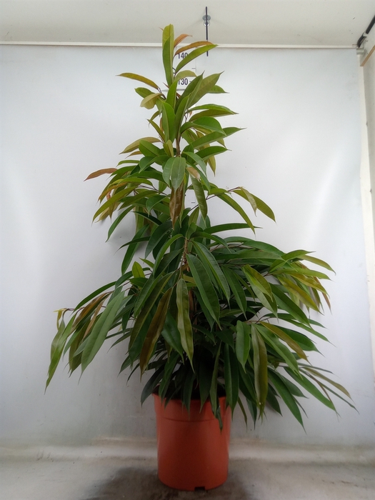 <h4>Ficus binn. 'Amstel King'</h4>