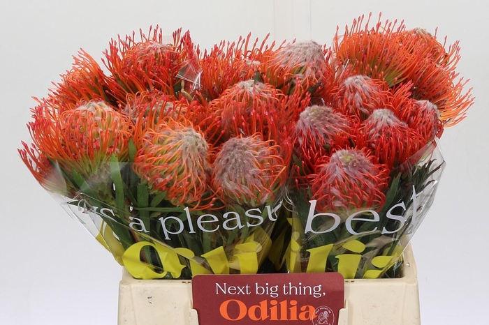 <h4>Nutans Tango</h4>