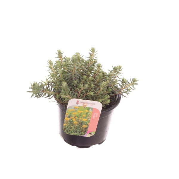 <h4>Sedum reflexum</h4>