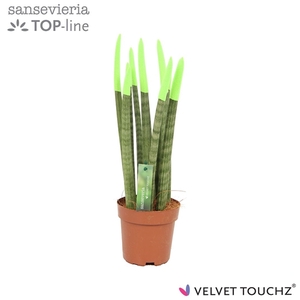 Sansevieria VELVET TOUCHZ® Groen