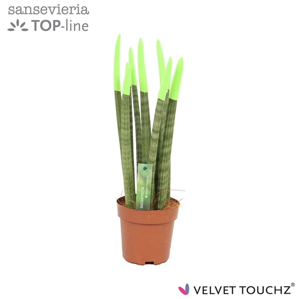 <h4>Sansevieria VELVET TOUCHZ® Groen</h4>