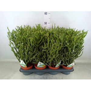 Euphorbia tirucalli