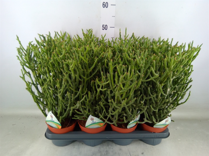<h4>Euphorbia tirucalli</h4>