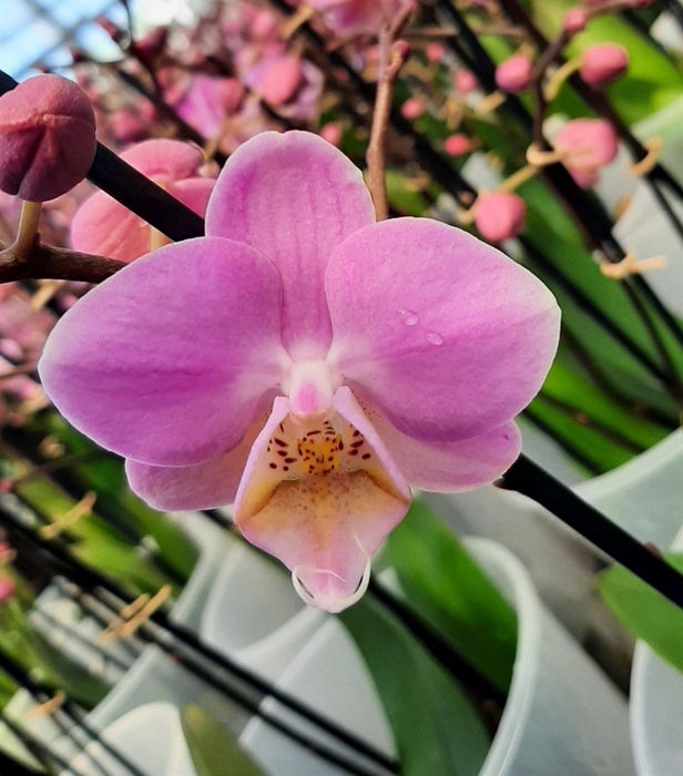 <h4>Phalaenopsis   ...rose</h4>