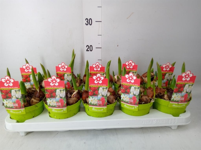 <h4>Bolbloemen   ...mix</h4>