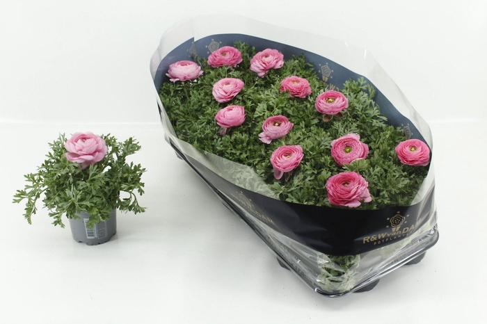 <h4>RANUN SPRINK PINK</h4>