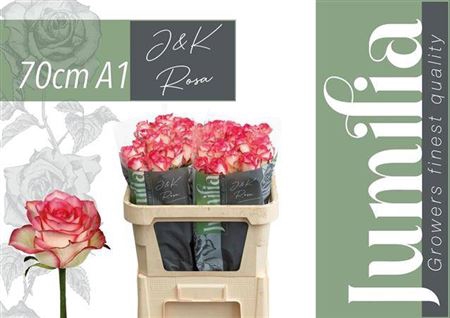 <h4>Rosa grootbloemig Jumilia</h4>