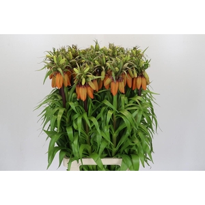 Fritillaria Imperialis Orange Sweet