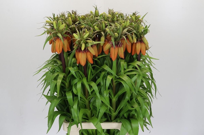 Fritillaria Imperialis Orange Sweet