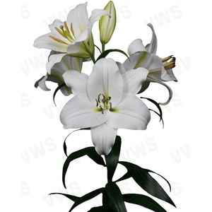 LI OT LE PRISTINE 3+