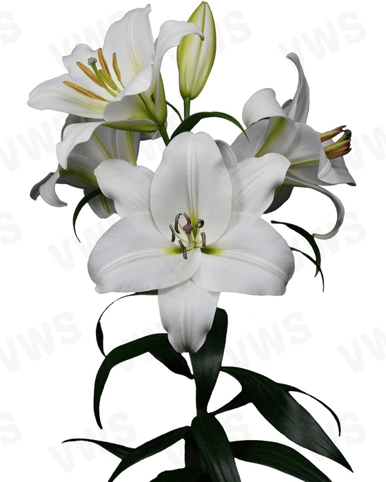 <h4>LI OT LE PRISTINE 5+</h4>