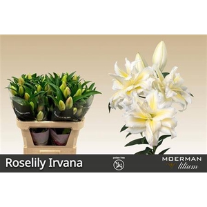 Lilium (Oriental Grp) double Roselily Irvana