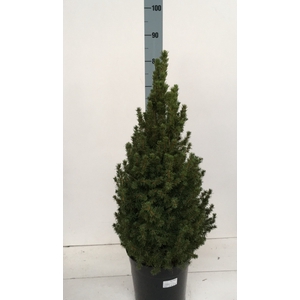 PICEA GL CONICA