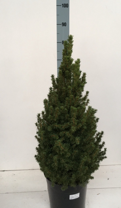 <h4>PICEA GL CONICA</h4>