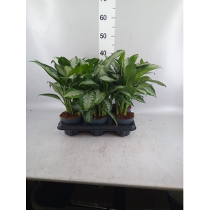 Aglaonema KB 'Jubilee'