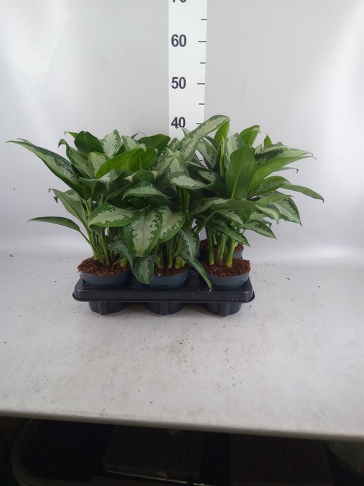 <h4>Aglaonema KB 'Jubilee'</h4>