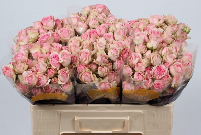 <h4>R TR DINARA</h4>