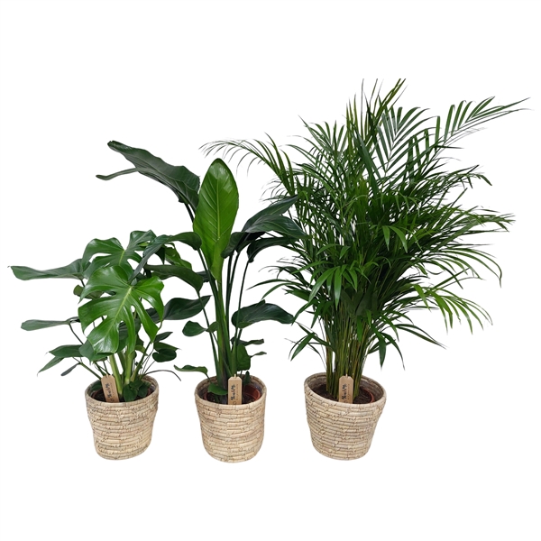 <h4>Mix groen in basket palmleaf</h4>