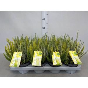 Calluna vulg. 'Beauty L'  ..mix