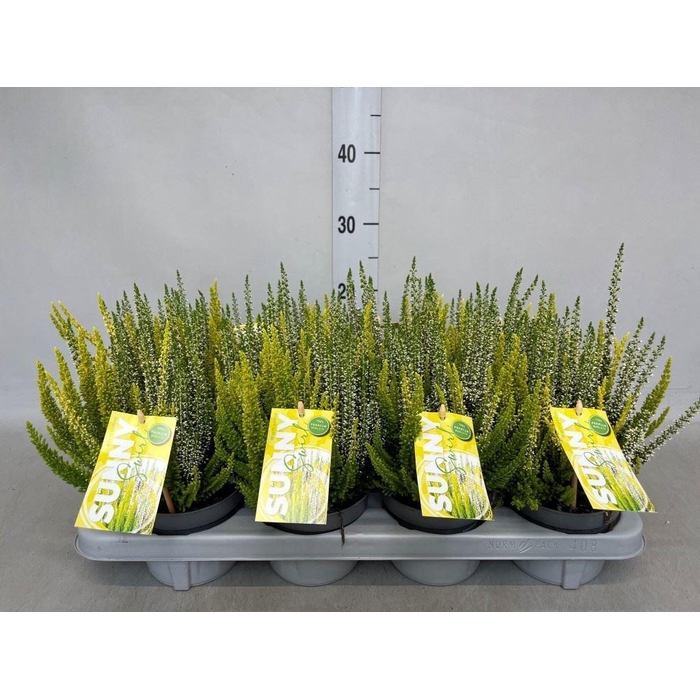 <h4>Calluna vulg. 'Beauty L' ..mix</h4>