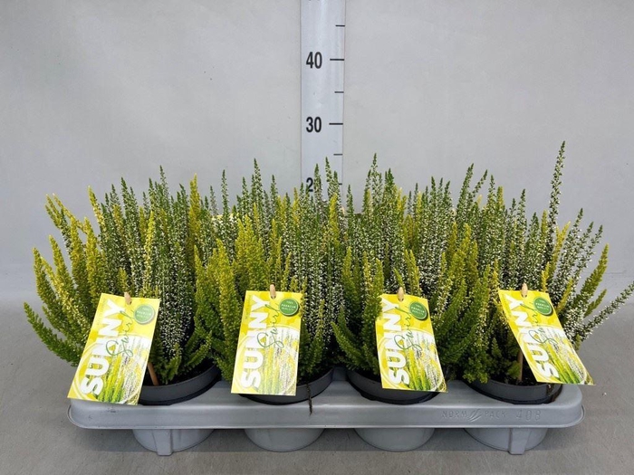 Calluna vulg. 'Beauty L'  ..mix