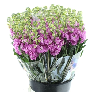 Matth Incana Iron Pink