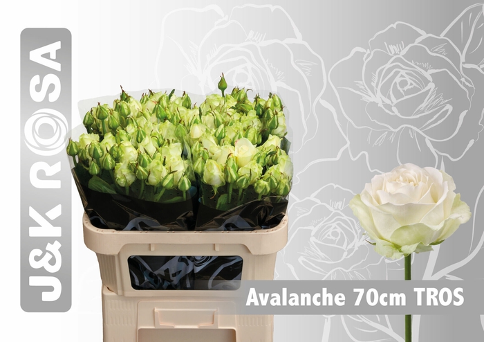 <h4>Rosa tr Avalanche+</h4>