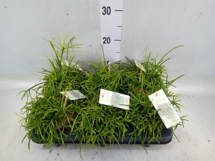 <h4>Rhipsalis baccifera 'Oasis'</h4>