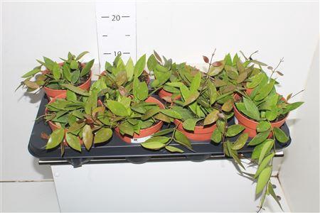 <h4>Hoya Carnosa 'gracilis'</h4>