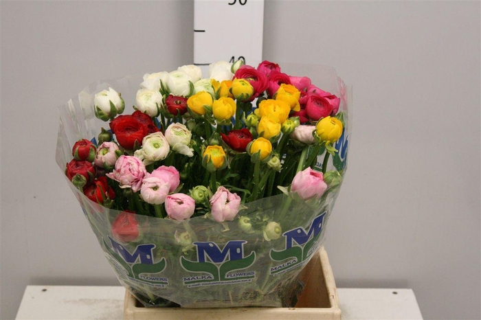 <h4>Ran Gem In Bos</h4>