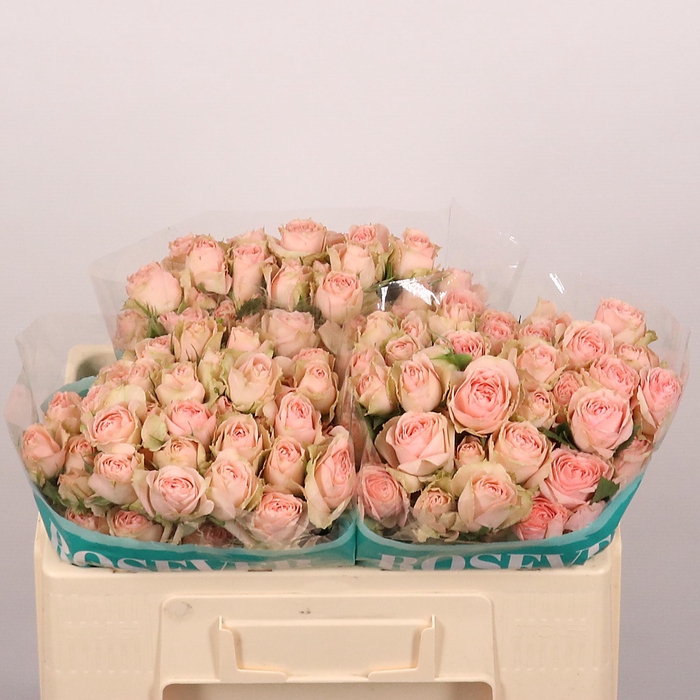 <h4>R TR QUEEN ROSEVER</h4>