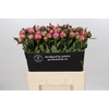 Paeonia Dr A Fleming